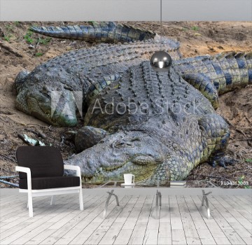 Picture of couple of crocodiles having a rest at kruger national park
